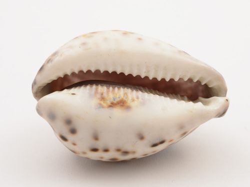Cowrie Shell Carved with Lords Prayer Circa 1900