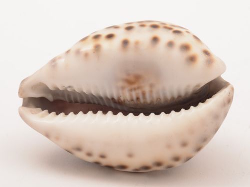 Cowrie Shell Carved with Lords Prayer Circa 1900