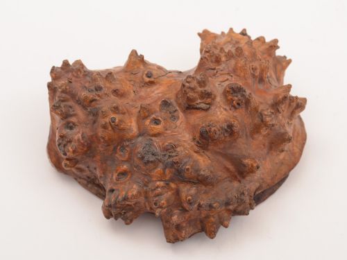 Victorian Burr Walnut Snuff Box Circa 1890