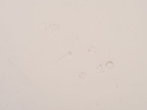 Large Minton Well and Tree Serving Dish Circa 1900